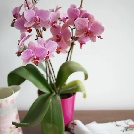 Apartament Maki *